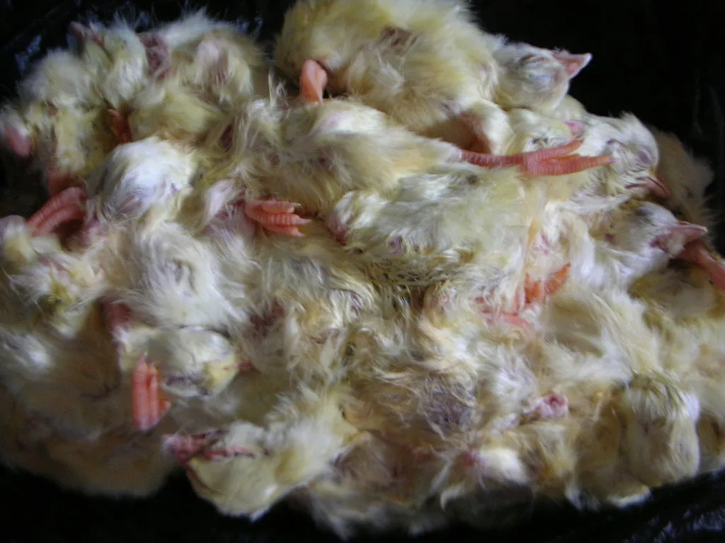 тушки суточных цыплят  на корм животным в Рязани