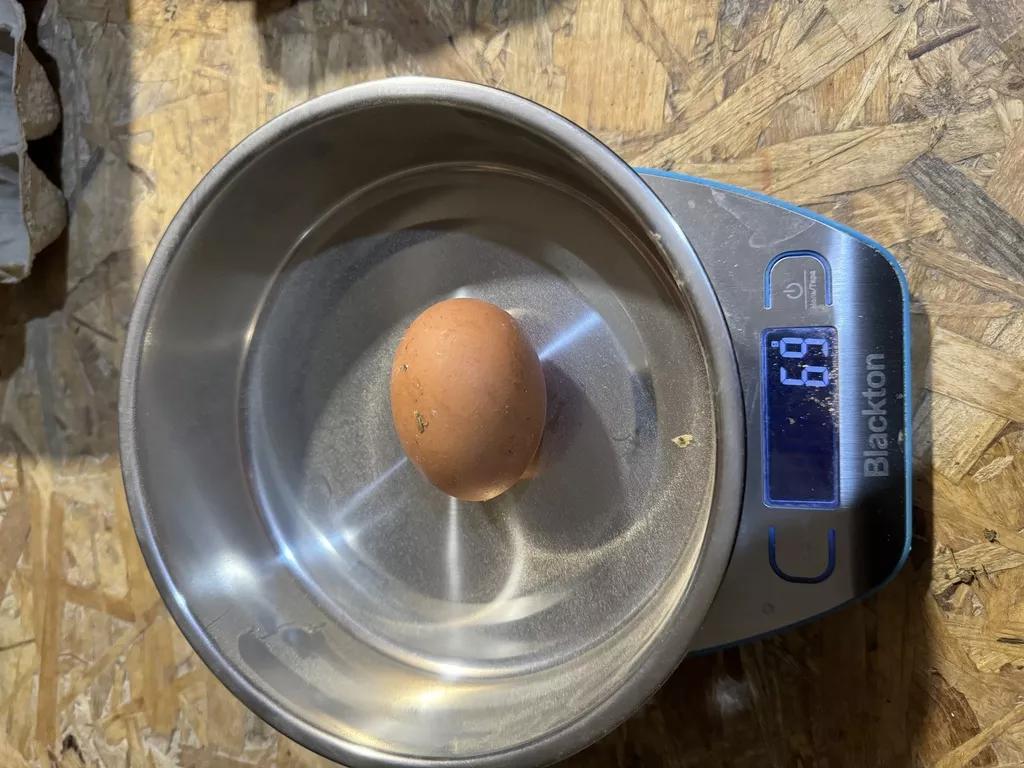 яйцо куриное фермерское в Рязани и Рязанской области 10