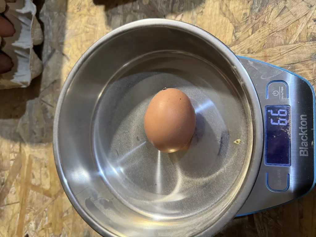 яйцо куриное фермерское в Рязани и Рязанской области 8