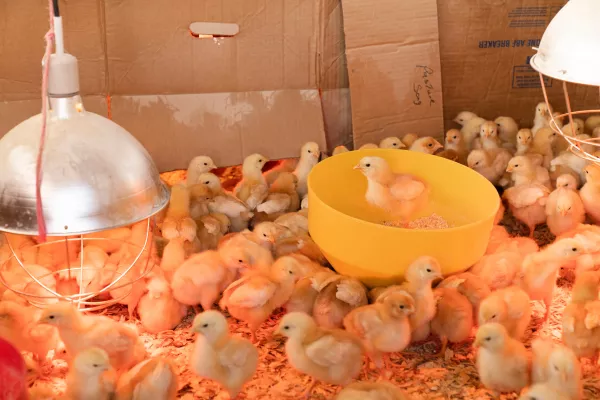 С территории Рязанской области в первом полугодии 2023 года отправлено на экспорт 65000 голов суточных цыплят