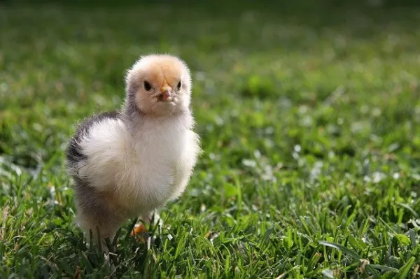 Рязанская область экспортирует в Азербайджан суточных цыплят 