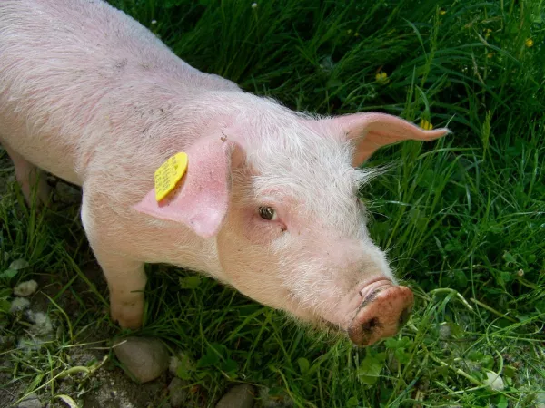 К концу года в двух районах Рязанской области построят новые свинокомплексы