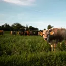 В 2023 году племенные предприятия Рязанской области продали в другие регионы 3200 голов крупного рогатого скота