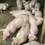 поросята, свиньи, свиноматки(оптом) в Самаре и Самарской области 10