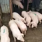 поросята, свиньи, свиноматки(оптом) в Самаре и Самарской области 6