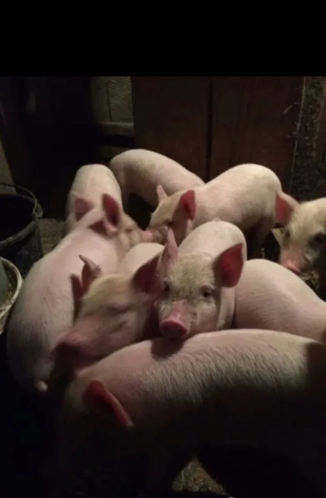 свиньи , поросята, свиноматки  в Саратове и Саратовской области 10