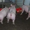 свиньи , поросята, свиноматки  в Саратове и Саратовской области
