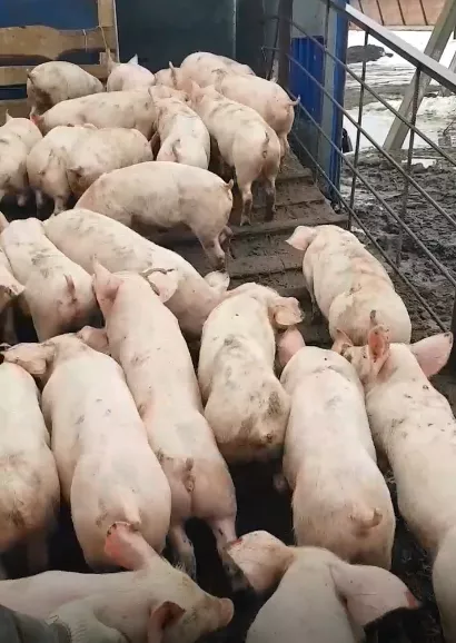 свиньи , поросята, свиноматки  в Саратове и Саратовской области 2
