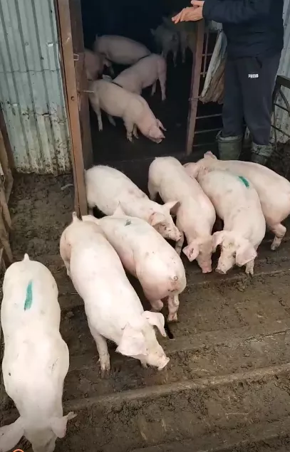 свиньи , поросята, свиноматки  в Саратове и Саратовской области 3