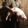 свиньи , поросята, свиноматки  в Саратове и Саратовской области 7