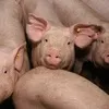 свиньи , поросята, свиноматки  в Саратове и Саратовской области 5