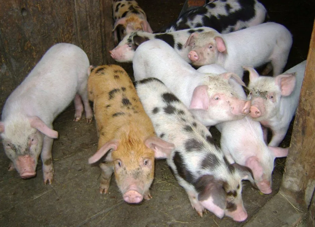 Фотография продукта Свиньи, свиноматки, поросята (оптом)