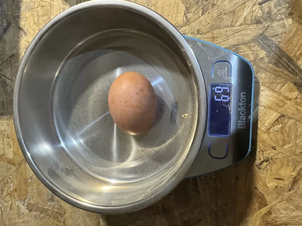 яйцо куриное фермерское в Рязани и Рязанской области 2