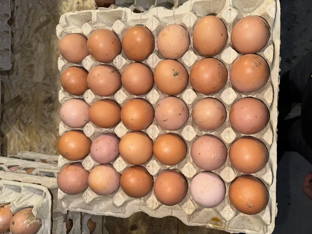 яйцо куриное фермерское в Рязани и Рязанской области 5